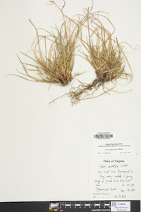 Carex tonsa image