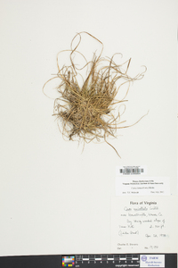 Carex tonsa image