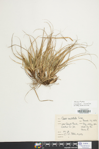 Carex umbellata image