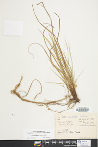 Carex umbellata image