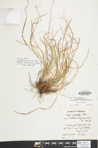 Carex reznicekii image