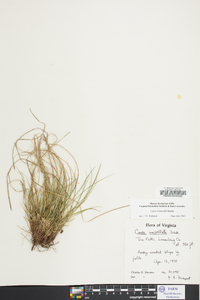 Carex reznicekii image