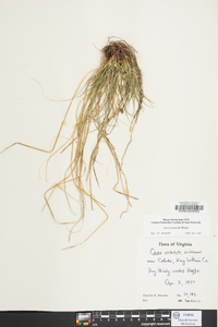 Carex reznicekii image