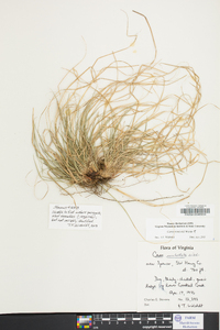 Carex reznicekii image