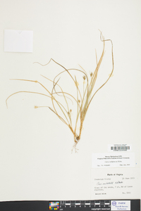 Carex reznicekii image