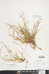 Carex reznicekii image