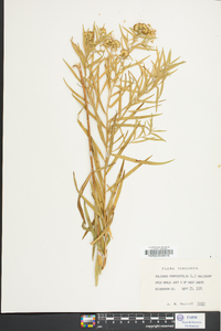 Solidago graminifolia image