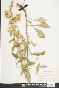 Solidago hispida image