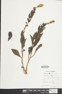 Solidago hispida image