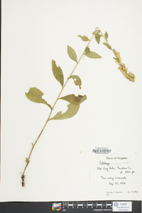 Solidago hispida image