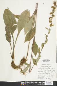 Solidago patula image