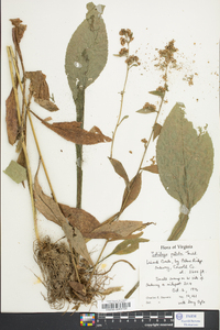 Solidago patula image