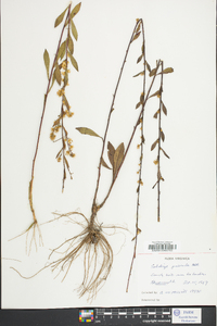 Solidago puberula image