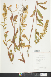 Solidago puberula image