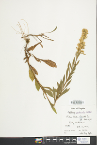 Solidago puberula image