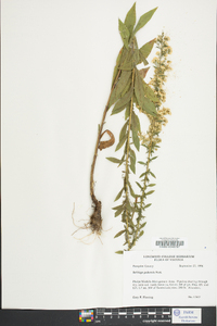 Solidago puberula image