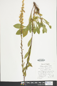 Solidago puberula image