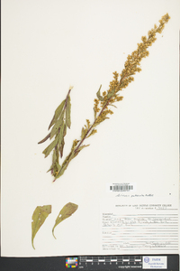 Solidago puberula image