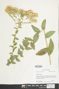 Solidago rigida image