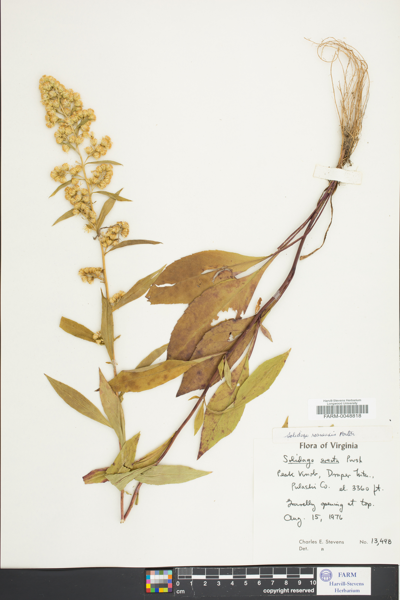 Solidago roanensis image