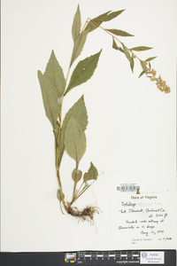 Solidago roanensis image