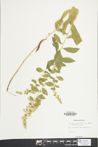 Solidago rugosa subsp. aspera image