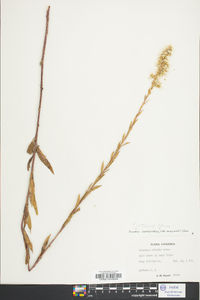 Solidago sempervirens image