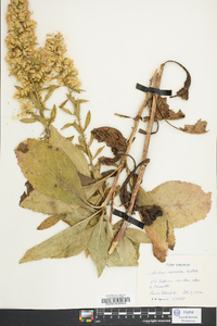 Solidago speciosa image