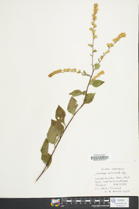 Solidago speciosa image