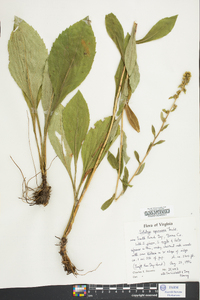 Solidago squarrosa image