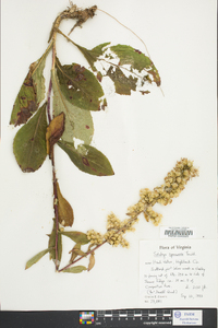 Solidago squarrosa image