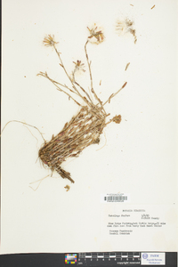 Tussilago farfara image