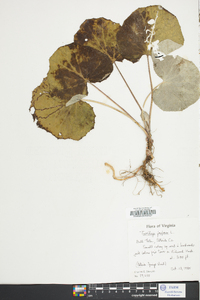 Tussilago farfara image