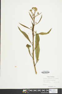 Verbesina alternifolia image