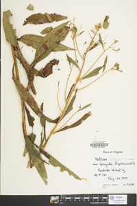 Verbesina alternifolia image