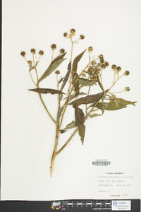 Verbesina alternifolia image