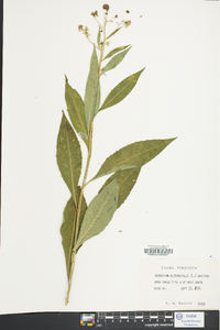 Verbesina alternifolia image