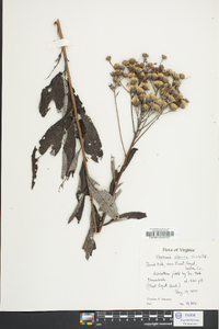 Vernonia glauca image