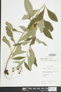 Vernonia glauca image