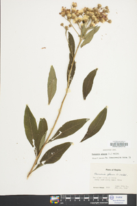 Vernonia glauca image