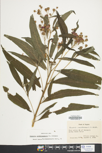 Vernonia noveboracensis image