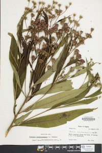 Vernonia noveboracensis image