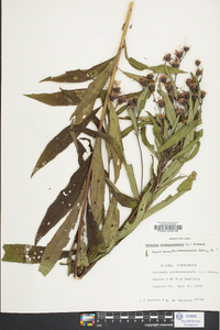 Vernonia noveboracensis image