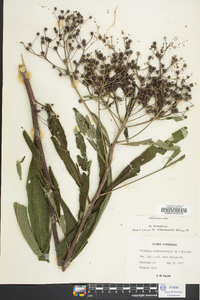 Vernonia noveboracensis image