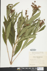 Vernonia noveboracensis image