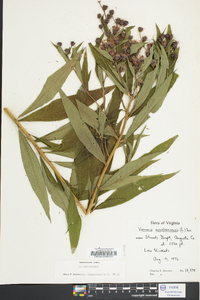 Vernonia noveboracensis image