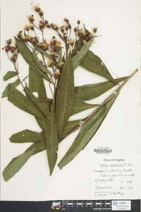 Vernonia noveboracensis image