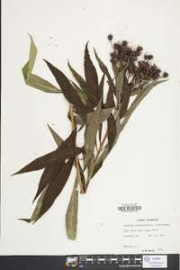 Vernonia noveboracensis image