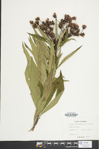 Vernonia noveboracensis image