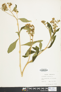 Verbesina virginica image